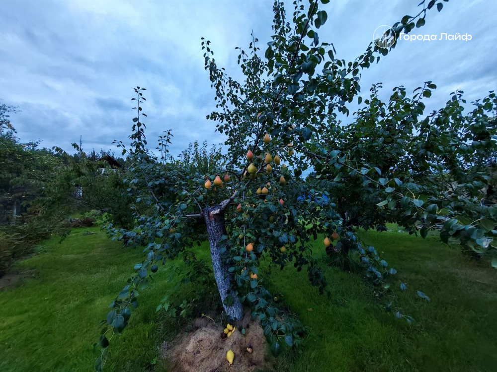 Весенняя обрезка сада: подробный гид для разных культур — сроки, правила, ошибки Весенняя обрезка сада: подробный гид для разных культур — сроки, правила, ошибки