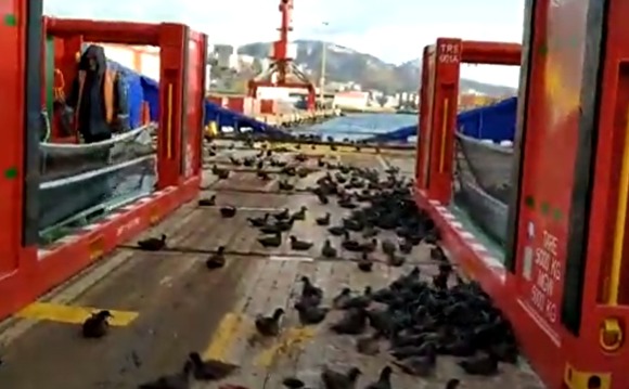 Сотни буревестников сели на палубу сахалинского судна и не могут улететь Сотни буревестников сели на палубу сахалинского судна и не могут улететь