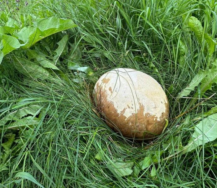 На Камчатке нашли гриб размером с мяч: он вырастает за неделю и весит до 20 кг | Редкий гриб головач гигантский впервые обнаружили на Камчатке На Камчатке нашли гриб размером с мяч: он вырастает за неделю и весит до 20 кг | Редкий гриб головач гигантский впервые обнаружили на Камчатке