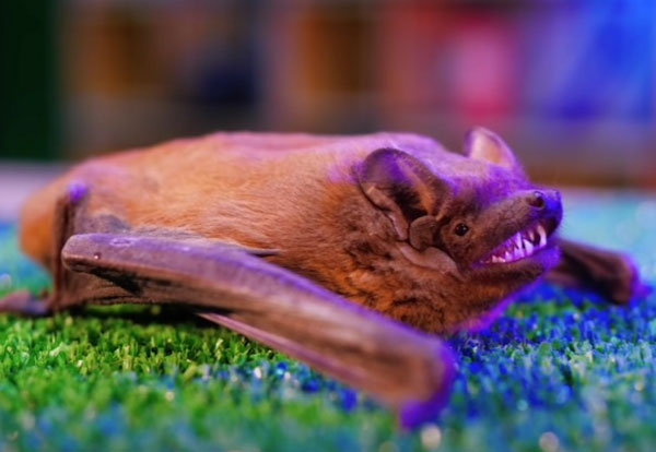 Учёные выяснили, откуда пришёл убивший миллионы летучих мышей в США грибок | Убивший миллионы летучих мышей в США грибок пришёл с территории Украины Учёные выяснили, откуда пришёл убивший миллионы летучих мышей в США грибок | Убивший миллионы летучих мышей в США грибок пришёл с территории Украины