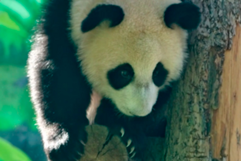 «Покорила сердца россиян»: панде Катюше из Московского зоопарка исполнился год | Панда Катюша из Московского зоопарка отметила День рождения, ей исполнился год «Покорила сердца россиян»: панде Катюше из Московского зоопарка исполнился год | Панда Катюша из Московского зоопарка отметила День рождения, ей исполнился год