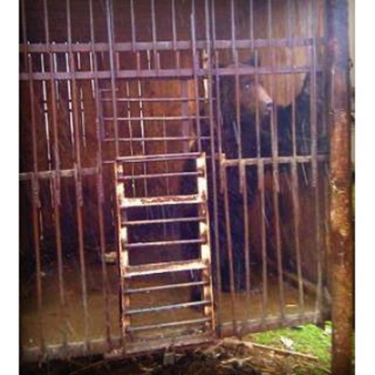 «Живодерство — 100%». В кафе в Прикамье живет медведь. ФОТО