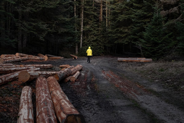 Министерство обороны предложило наделить его правом вырубать лес без разрешений Министерство обороны предложило наделить его правом вырубать лес без разрешений