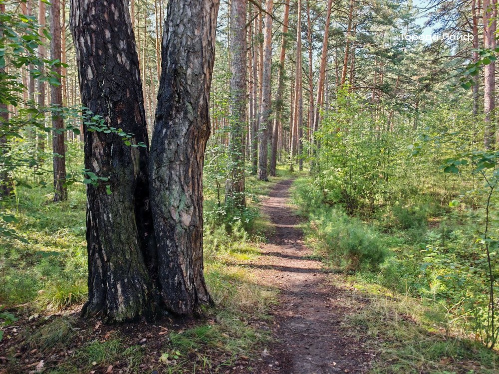 Природа замолкает: ученые предупреждают об исчезновении звуков Земли | Звуки природы исчезают: экосистемы превращаются в «акустические окаменелости» Природа замолкает: ученые предупреждают об исчезновении звуков Земли | Звуки природы исчезают: экосистемы превращаются в «акустические окаменелости»
