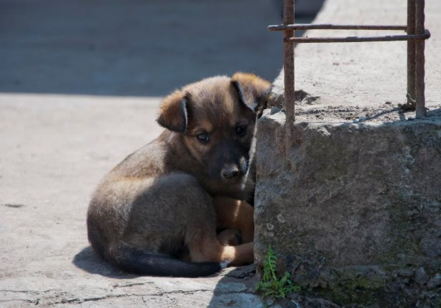 Пенсионерам предложили платить за содержание домашних животных | Депутат Кошелев предложил платить пенсионерам по 15 тысяч за содержание животных Пенсионерам предложили платить за содержание домашних животных | Депутат Кошелев предложил платить пенсионерам по 15 тысяч за содержание животных