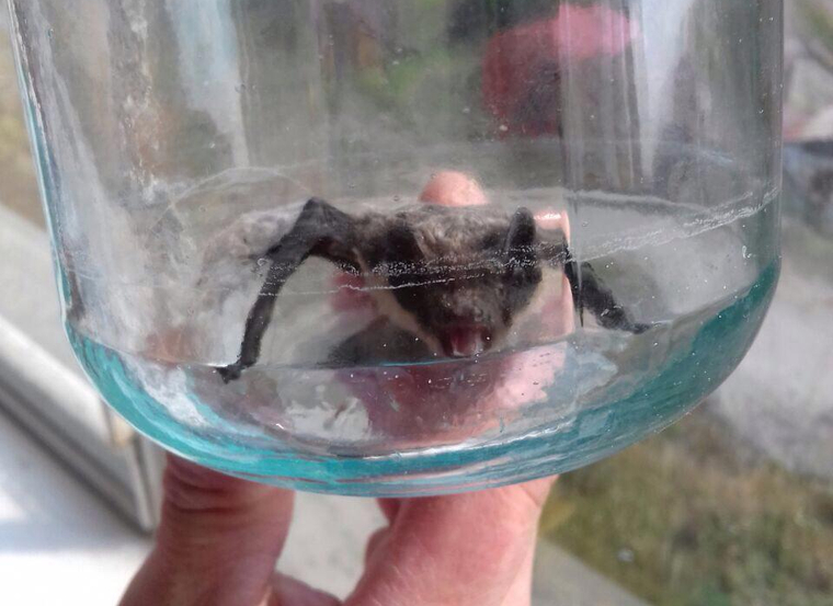 Летучие мыши выгнали уральцев из квартиры. ВИДЕО Летучие мыши выгнали уральцев из квартиры. ВИДЕО