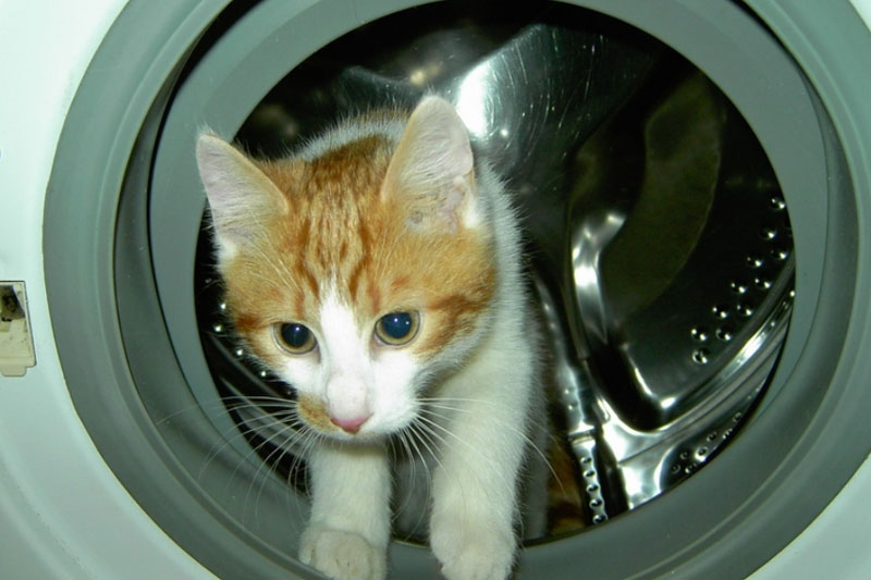 В Челябинске кот Беляш десять минут провел в работающей стиральной машине и выжил. Фото | Жительница Челябинска случайно запустила стирку с котом внутри барабана машины