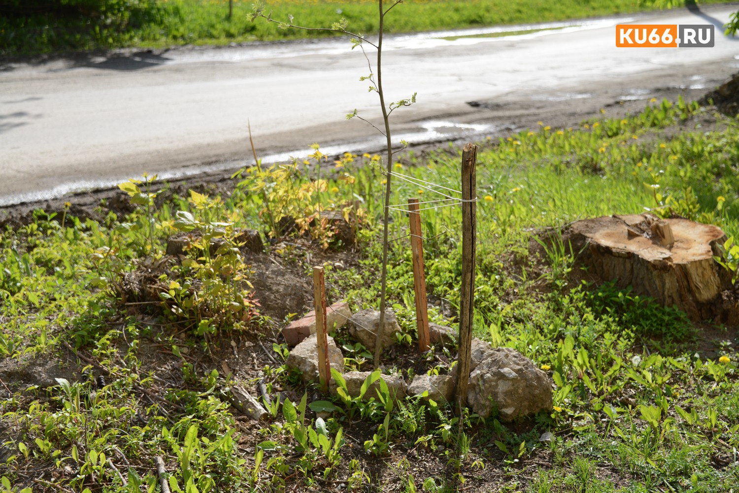 Не покупайте рассаду, пока не прочитаете это: скрытые угрозы, которые уничтожат ваш урожай!