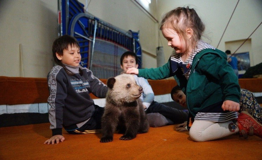 Двое мохнатых из леса получили в екатеринбургском цирке имена – Мара и Фила. В честь кого назвали медведей? Двое мохнатых из леса получили в екатеринбургском цирке имена – Мара и Фила. В честь кого назвали медведей?