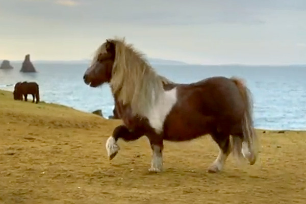 YouTube взорвало видео с танцем пони. Видео YouTube взорвало видео с танцем пони. Видео