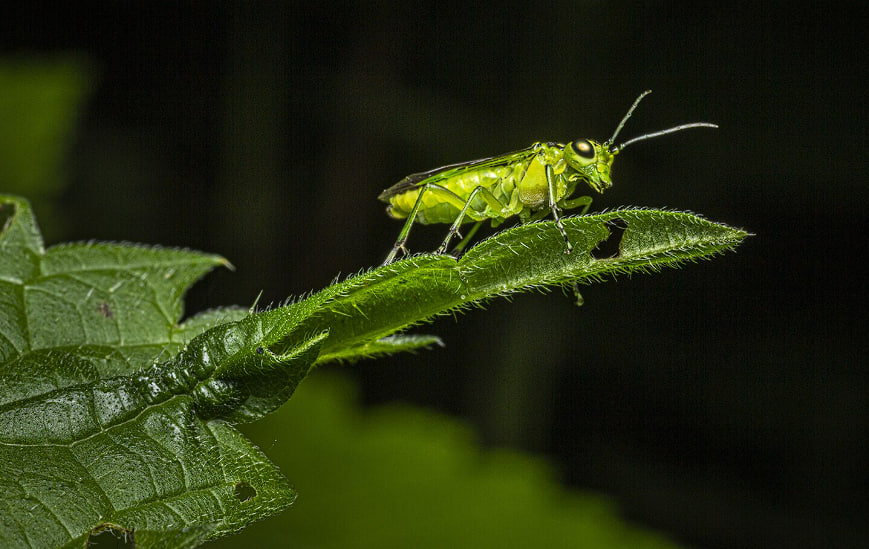 Где ждать нашествия саранчи в 2026 году: карта самых уязвимых регионов России | В ряде регионов России ожидают рост численности саранчи Где ждать нашествия саранчи в 2026 году: карта самых уязвимых регионов России | В ряде регионов России ожидают рост численности саранчи
