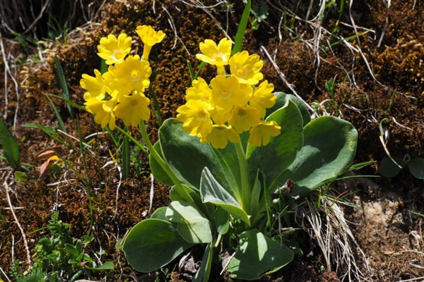 Шувалов: рекорд тепла в начале апреля не значит, что летом будет аномальная жара | Апрель начнется с рекордного тепла. Предвещает ли оно аномальную жару летом?