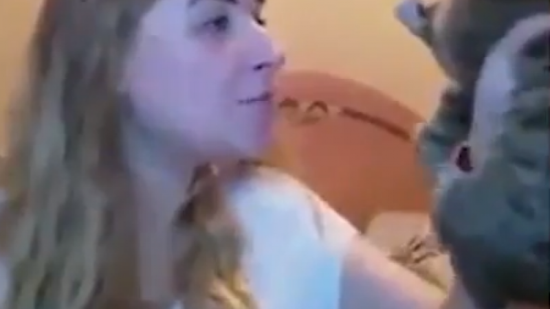 В Москве пьяная женщина жестоко избила кота за порванные шторы В Москве пьяная женщина жестоко избила кота за порванные шторы