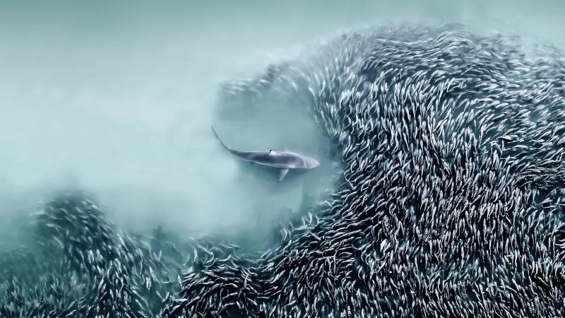 Фотограф из США получила главную награду международного конкурса за снимок акулы, сделанный с дрона | Объявлены победители премии International Aerial Photographer of the Year Awards 2025 Фотограф из США получила главную награду международного конкурса за снимок акулы, сделанный с дрона | Объявлены победители премии International Aerial Photographer of the Year Awards 2025