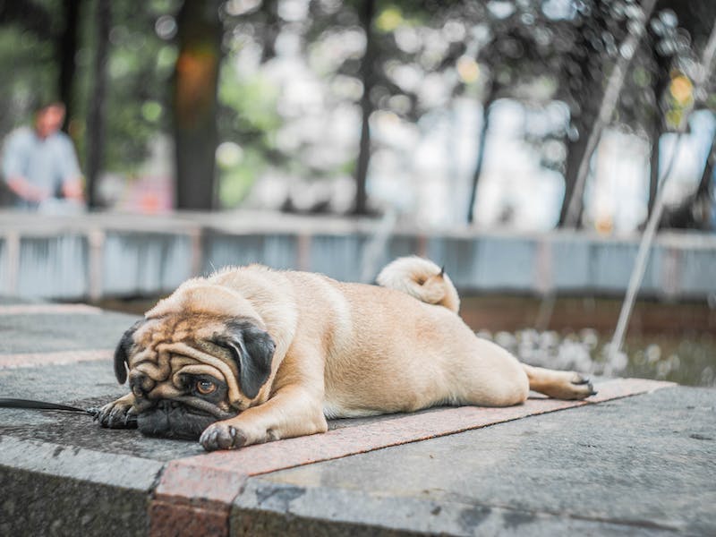 Собаки понимают слова: какие предметы ассоциируются с названиями | Венгерские учёные доказали, что собаки способны понимать значение некоторых слов Собаки понимают слова: какие предметы ассоциируются с названиями | Венгерские учёные доказали, что собаки способны понимать значение некоторых слов