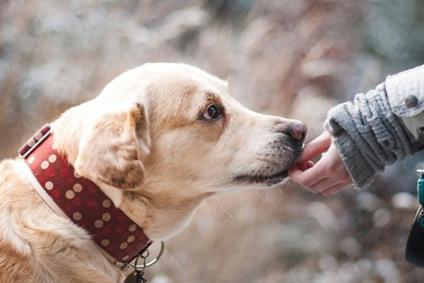 В Госдуме призвали запретить электрошоковые ошейники для собак | Депутаты партии «Новые люди» призвали запретить электроошейники для собак В Госдуме призвали запретить электрошоковые ошейники для собак | Депутаты партии «Новые люди» призвали запретить электроошейники для собак