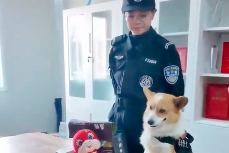 В Китае корги-полицейского лишили годовой премии — собака спала на рабочем месте и мочилась в миску с едой | Китайский корги-полицейский Фузай лишился награды за поведение на работе