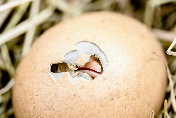 Отравленные яйца: диетолог рассказала об опасных красителях на Пасху | Диетолог Соломатина: окрашенные фломастерами яйца на Пасху могут быть ядовиты Отравленные яйца: диетолог рассказала об опасных красителях на Пасху | Диетолог Соломатина: окрашенные фломастерами яйца на Пасху могут быть ядовиты