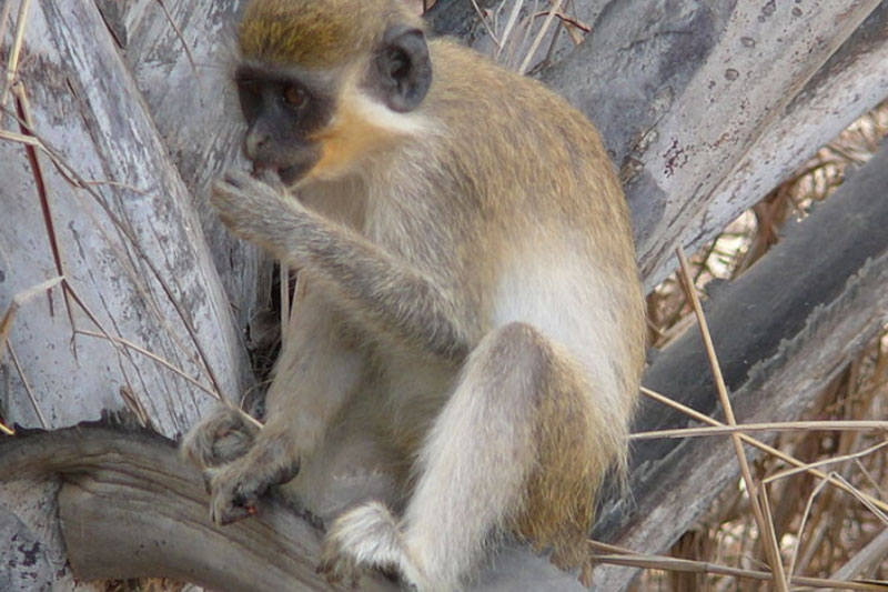 Пьяная мартышка: обезбашенная история с опьяневшей обезьяной Гариком. Видео | Обезьяна под воздействием виски напала на людей в Комсомольске-на-Амуре Пьяная мартышка: обезбашенная история с опьяневшей обезьяной Гариком. Видео | Обезьяна под воздействием виски напала на людей в Комсомольске-на-Амуре