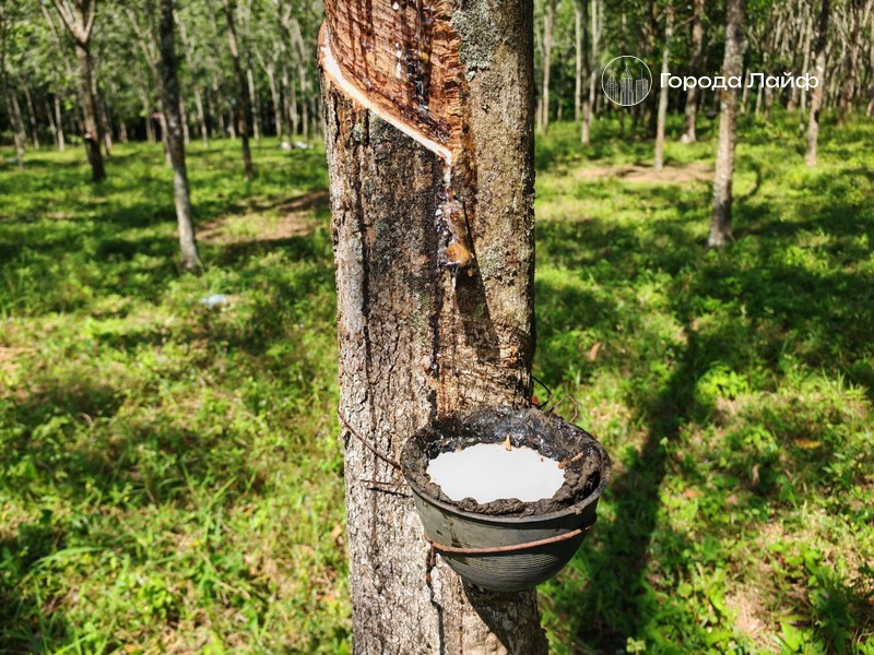 Юрист рассказал, как не попасть на штраф при сборе березового сока | Юрист Телегин: за незаконный сбор березового сока грозит штраф