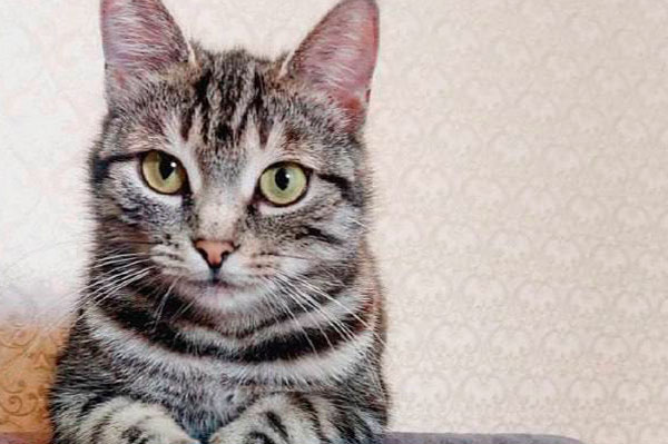 Трагедия в Королёве: "Принесла кошку на стерилизацию, а вернули её мёртвой" | В подмосковной клинике «Доктор Ай» погибли десятки животных Трагедия в Королёве: "Принесла кошку на стерилизацию, а вернули её мёртвой" | В подмосковной клинике «Доктор Ай» погибли десятки животных