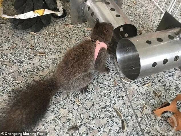 В Китае белок приучили находить наркотики