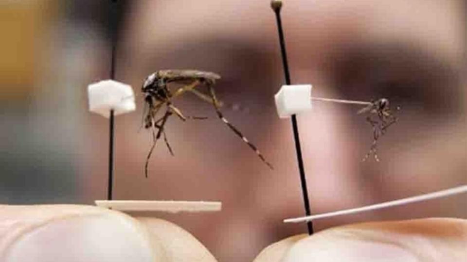 В Китае распространяется очередной смертельный вирус В Китае распространяется очередной смертельный вирус