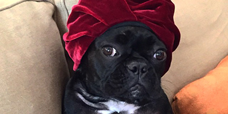 У собаки Леди Гаги появился собственный Instagram-аккаунт У собаки Леди Гаги появился собственный Instagram-аккаунт