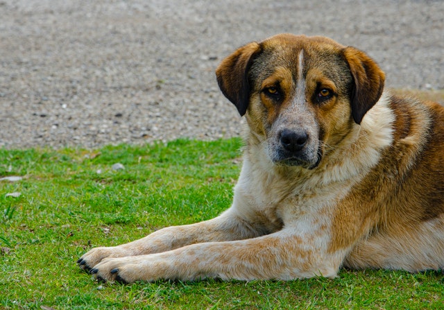 Приюты для животных в России можно будет создавать на условиях ГЧП Приюты для животных в России можно будет создавать на условиях ГЧП