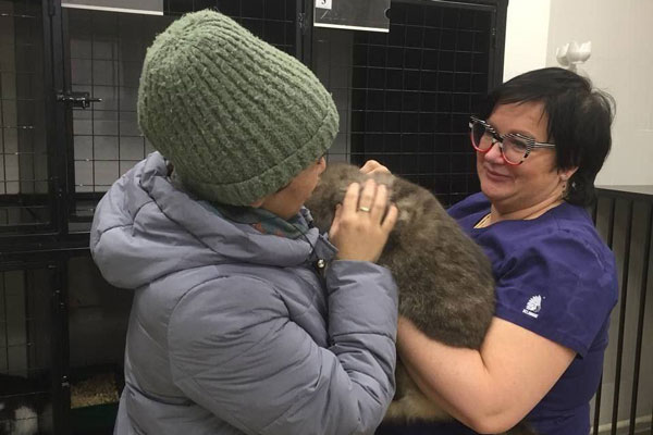 История кошки Ваты: спасение и новая жизнь в Дмитрове История кошки Ваты: спасение и новая жизнь в Дмитрове