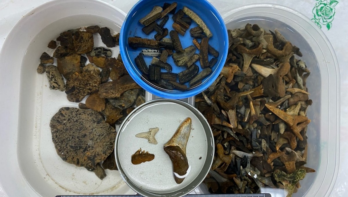 Палеонтологи обнаружили на Урале уникальные остатки палеогеновых рептилий. Фото Палеонтологи обнаружили на Урале уникальные остатки палеогеновых рептилий. Фото