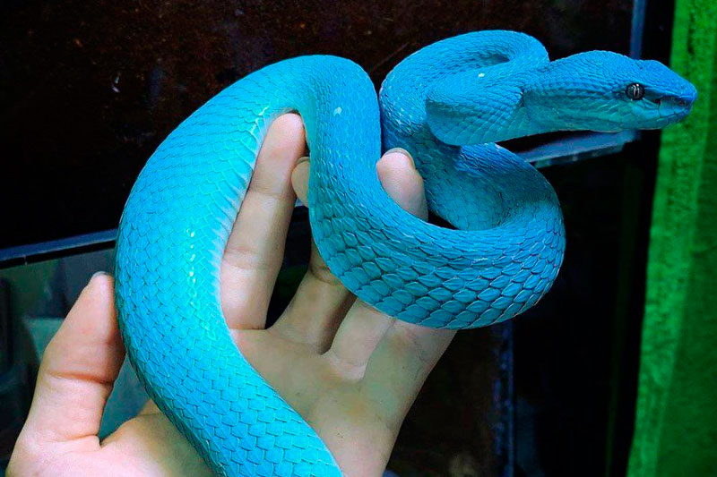 В Москве 17-летнего парня укусила родительская змея: он пытался избавиться от яда, но всё делал неправильно В Москве 17-летнего парня укусила родительская змея: он пытался избавиться от яда, но всё делал неправильно