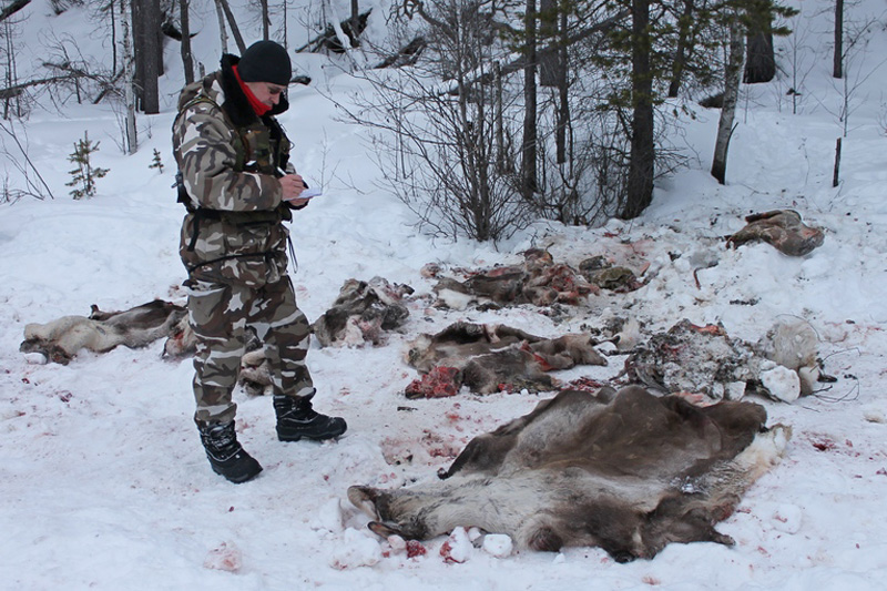 WWF выявил убийства 11 краснокнижных диких северных оленей WWF выявил убийства 11 краснокнижных диких северных оленей