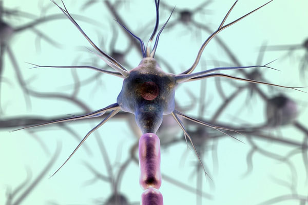 Продолжительность жизни изменилась из-за одной конкретной клетки мозга