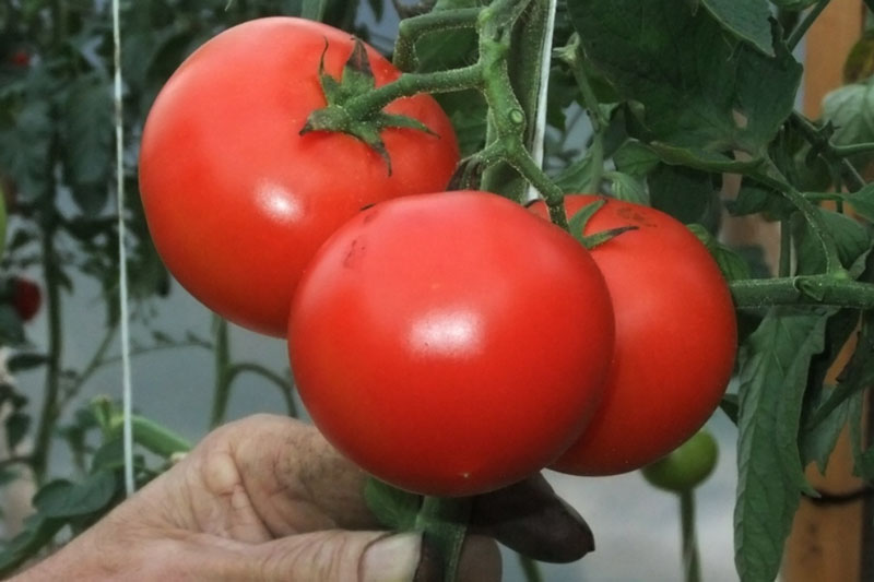 Секрет садоводства: депутат Госдумы Никита Чаплин раскрыл важность подвязывания томатов для обильного урожая | Депутат и садовод Никита Чаплин дал советы по подвязыванию и выращиванию томатов для богатого урожая