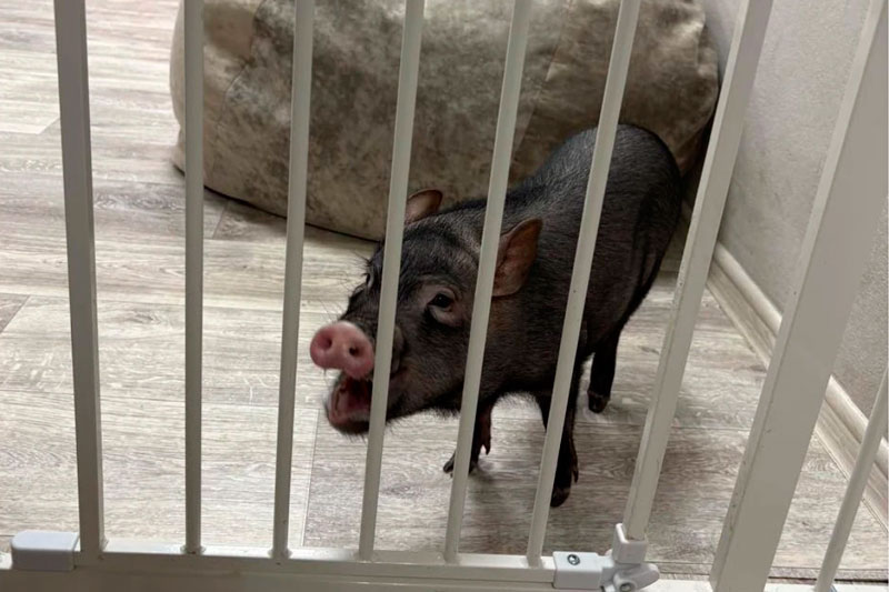 Многочисленные нарушения выявили в антикафе с минипигами в Москве | Прокуратура проверила антикафе в Москве из-за условий содержания минипигов Многочисленные нарушения выявили в антикафе с минипигами в Москве | Прокуратура проверила антикафе в Москве из-за условий содержания минипигов