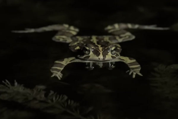 Пристрастие французов к лягушачьим лапкам угрожает существованию некоторых видов лягушек