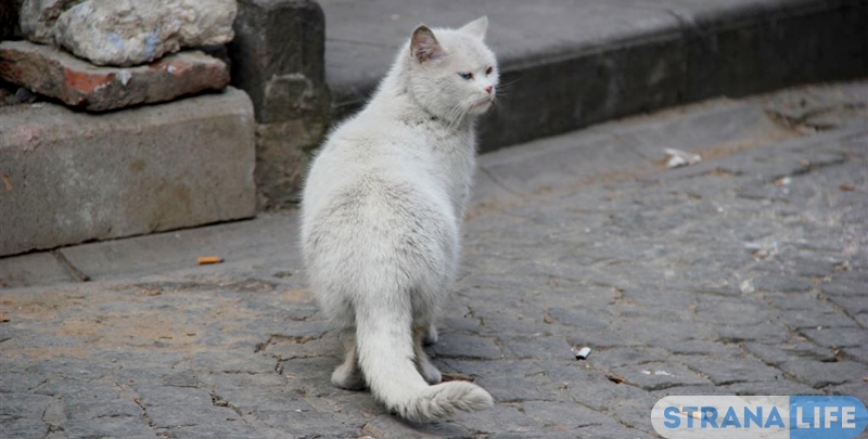 «Кис-кис-кис» в городе кошек