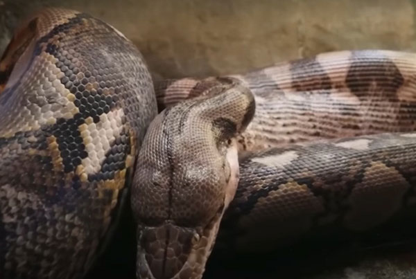 Тело пропавшего 63-летнего фермера нашли внутри 8-метрового питона в Индонезии | Тело индонезийского фермера нашли в брюхе огромного питона Тело пропавшего 63-летнего фермера нашли внутри 8-метрового питона в Индонезии | Тело индонезийского фермера нашли в брюхе огромного питона