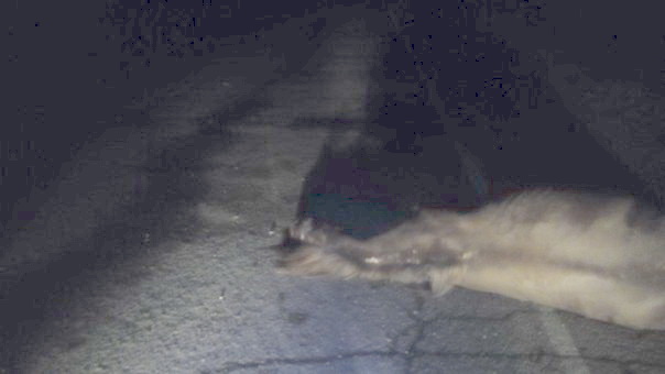 В Оренбургской области произошло ДТП с участием легкового автомобиля и лошади В Оренбургской области произошло ДТП с участием легкового автомобиля и лошади