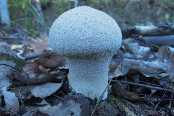 Есть или не есть: почему грибы становятся смертельно опасными? Есть или не есть: почему грибы становятся смертельно опасными?