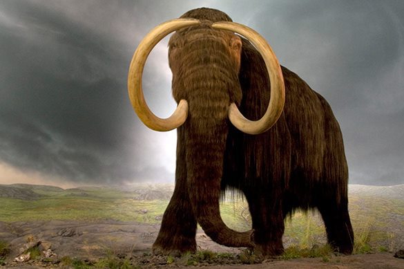 Кости мамонта выдали истинный возраст человечества Кости мамонта выдали истинный возраст человечества