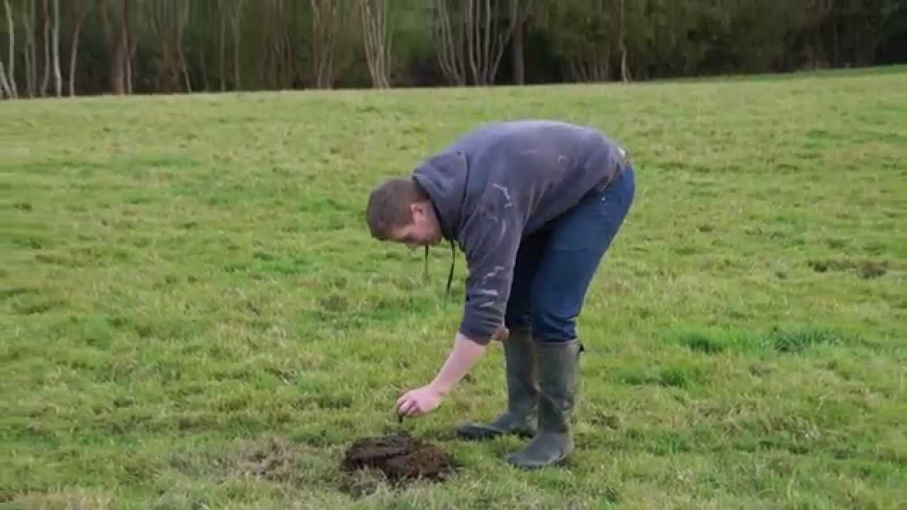 Ученые из Сколково побили мировой рекорд по метанию коровьих лепешек