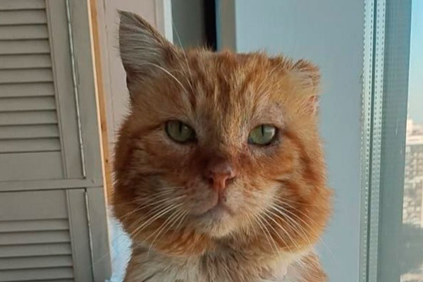 Петербургский фонд «Усатый-Полосатый» сообщил о смерти кота Хатико | В Петербурге умер проживший семь лет на могиле хозяина кот Хатико