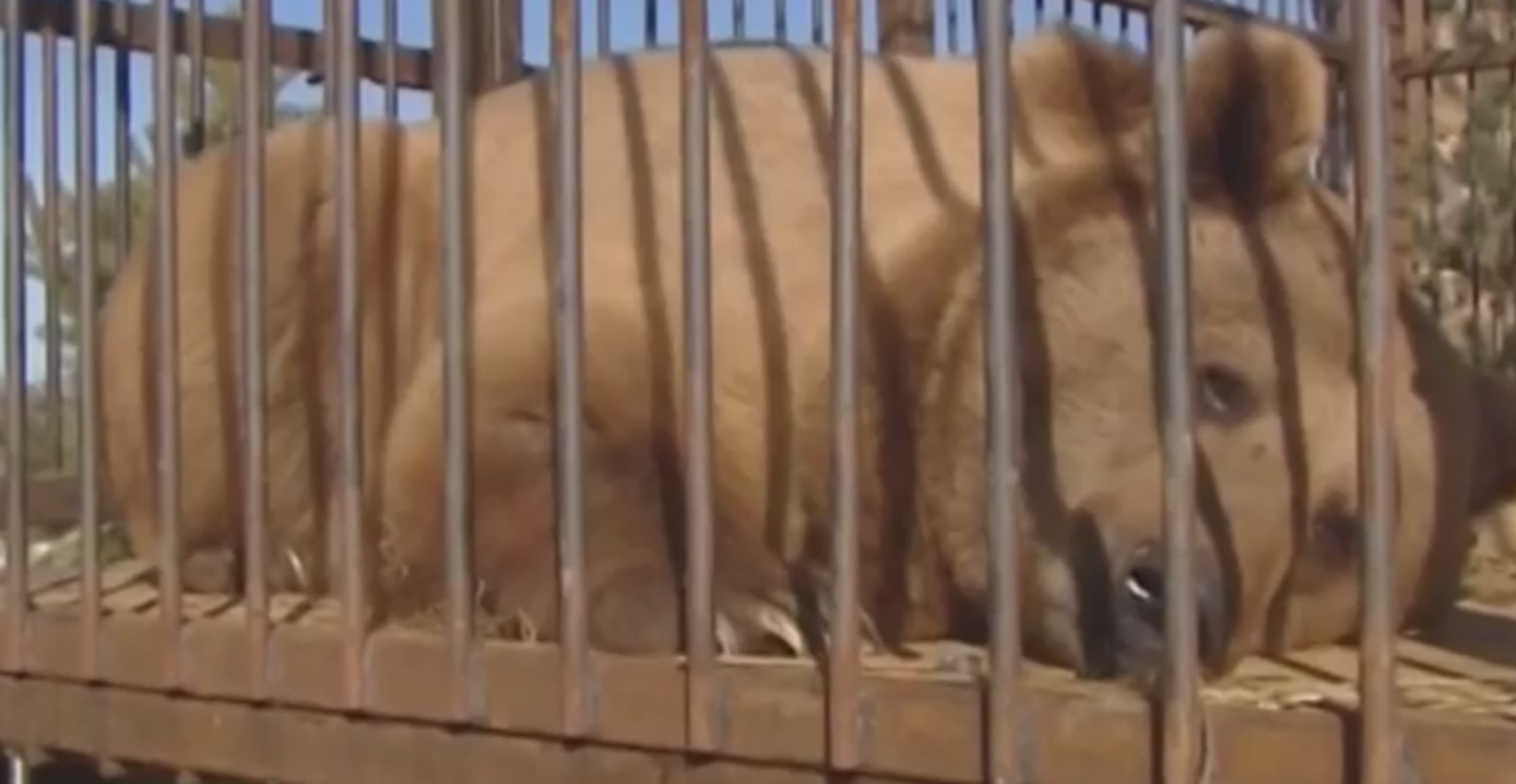 Медведи-алкоголики из Сочи пройдут курс лечения в Подмосковье. Видеорепортаж Медведи-алкоголики из Сочи пройдут курс лечения в Подмосковье. Видеорепортаж