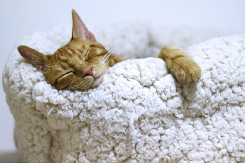 Откройте секрет глубокого сна: исследование выявило удивительные свойства экстракта вербены лимонной | Исследование: экстракт вербены лимонной улучшает сон благодаря влиянию на уровень мелатонина и рецепторы ГАМК-А Откройте секрет глубокого сна: исследование выявило удивительные свойства экстракта вербены лимонной | Исследование: экстракт вербены лимонной улучшает сон благодаря влиянию на уровень мелатонина и рецепторы ГАМК-А