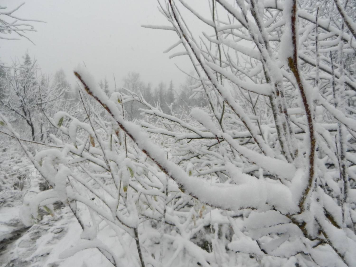 На Среднем Урале выпал первый снег