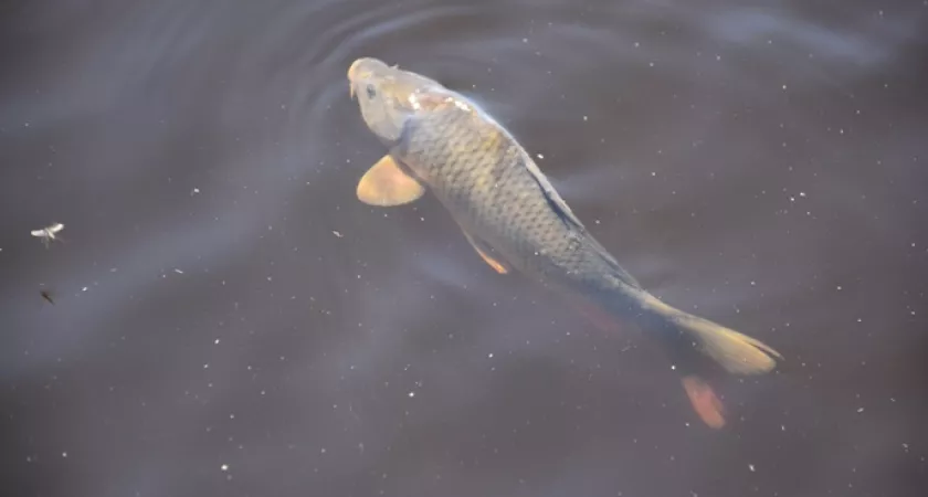 Министерство природы Республики Марий Эл выпустит молодь сазана в Чебоксарское водохранилище для компенсации ущерба водным ресурсам Министерство природы Республики Марий Эл выпустит молодь сазана в Чебоксарское водохранилище для компенсации ущерба водным ресурсам