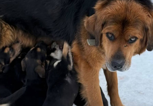 Собака сбежала и погибла: кемеровчанка обвиняет клинику в халатности — история о трагедии Греты | Жительница Кемеровской области обвинила ветклинику в гибели собаки под поездом Собака сбежала и погибла: кемеровчанка обвиняет клинику в халатности — история о трагедии Греты | Жительница Кемеровской области обвинила ветклинику в гибели собаки под поездом