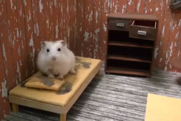 «Пытался засунуть в рот»: россиянин издевался над хомяком и попал на видео | Житель Оренбурга покусал и несколько раз бросил на пол хомяка в лифте «Пытался засунуть в рот»: россиянин издевался над хомяком и попал на видео | Житель Оренбурга покусал и несколько раз бросил на пол хомяка в лифте